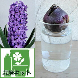 球根/ヒヤシンスの水栽培セット：紫 とガラスポットショート