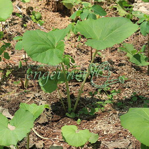 ؂̕c/ӂF}uLiRӂj 3.5|bg