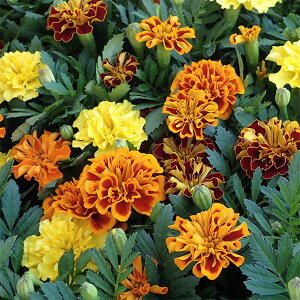 草花の苗/フレンチマリーゴールド ：ホットパック花色ミックス植え3.5号ポット 2株セット