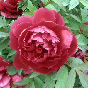 Ԗ ؂̕c/OiڂjFzi悤j2`3Nc6|bg