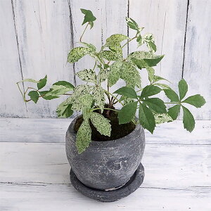 ϗtA/[IZ[]AJd^F蔫A^[b^{Eia11cmEMtj