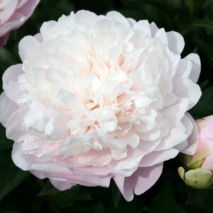 Ԃ̕c/VNNi䉖jF̏ρî悻j3.5|bg