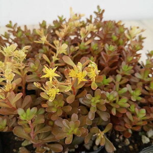 ϗtA/Z_FTTFf3|bg 2Zbg