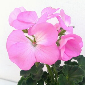 Ԃ̕c/[jEFsgv~AisNnj3-3.5|bg