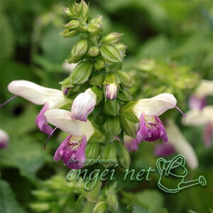 R쑐̕c/ALMiHˁjFnFALM3-3.5|bg