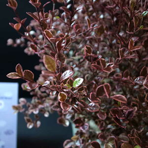 Ԃ̕c/tH~^XE}WbNhS2.5|3|bg*