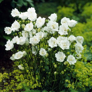 Ԃ̕c/JpjF@{i~[3.5|bg