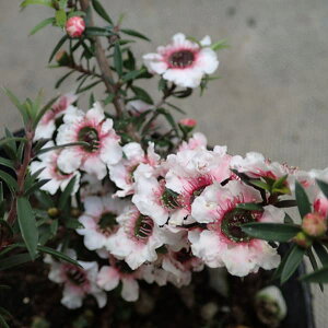 Ԗ ؂̕c/eB[c[F}kJԌnd3|bg 6Zbg