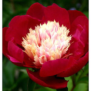 Ԃ̕c/VNNi䉖jFr[hNC[4|bg