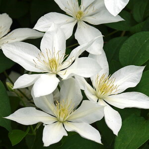 N}`X̕c/N}`XFxCr[EX^[4|bgipeXnj