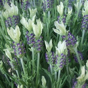 Ԃ̕c/t`x_[iXgGJXnjF Vo[ECO3 2Zbg