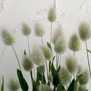 Ԃ̕c/OXEIo^Xoj[e[3-3.5|bg