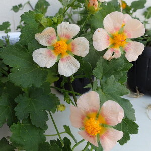 Ԃ̕c/}oXgFeeBE3-3.5|bg