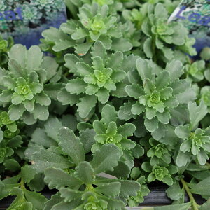 ϗtA/Z_FXet@j[S[h3|bg 6Zbg