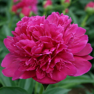 Ԃ̕c/VNNi䉖jF`[hJ[o6A