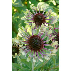 Ԃ̕c/GLiZAFO[ACY3.5|bg*