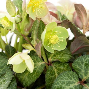 i[Z[̃NX}X[YinjFr_X }XJbg3.5O|bg