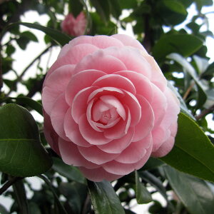 Ԗ ؂̕c/ցFIgcoLiցj4.5|bg