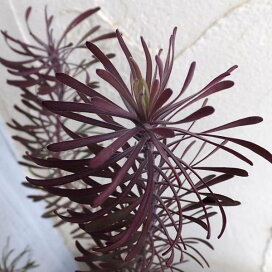 楽天市場 植物 花木 庭木の苗 オーストラリア花木 園芸ネット プラス