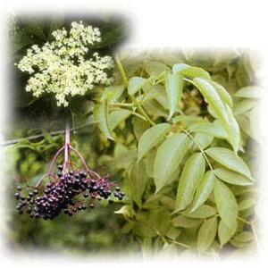 Ԗ ؂̕c/mjgRiG_[t[jFI[Aitj3`3.5|bg