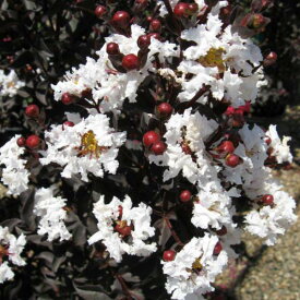 花木 庭木の苗/サルスベリ（百日紅）：ブラックパール ホワイト5号ポット
