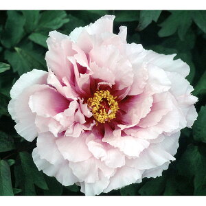 Ԗ ؂̕c/OiڂjFVΊiɂj6|bg