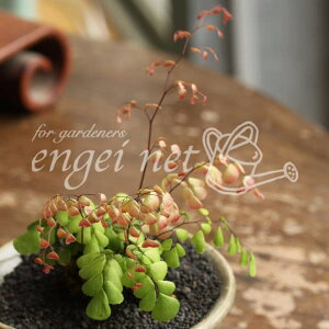 R쑐̕c/V_FV_2.5`3|bg*