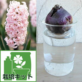 球根/ヒヤシンスの水栽培セット：桃 とガラスポットショート