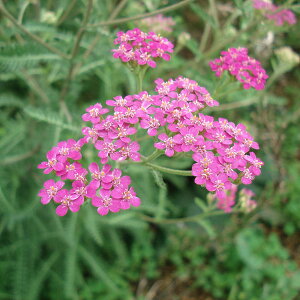 Ԃ̕c/EimmRM\EjFbh3|bg 2Zbg