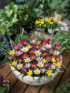 /`[bvFNԂ炭`[bvpE15