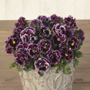 Ԃ̕c/pW[FGɂȂX~F~[3.5|bg 2Zbg