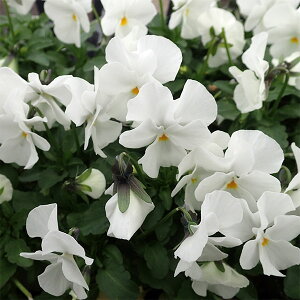 Ԃ̕c/rIFyj[ zCg3`3.5|bg