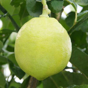 ʎ̕c/xKbgFt@^XeBR5|bg