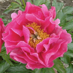 Ԃ̕c/VNNi䉖jF|[tFC4|bg