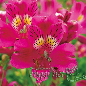 Ԃ̕c/AXgAF_CAi3.5|bg