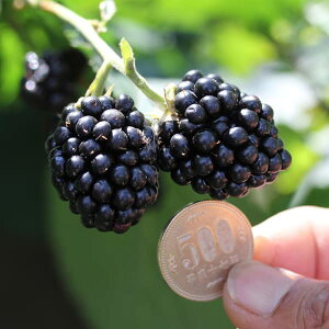 ʎ̕c/LC`Si؂jFgQȂW{ubNx[@3.5|bg