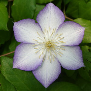 N}`X̕c/N}`XFbL[E`[4|bgix炫֌nj