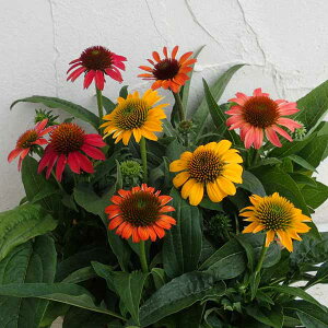 直射日光や暑さに強い観葉植物や花 屋外ベランダで育てられる植物のおすすめランキング わたしと 暮らし