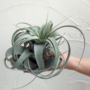 ϗtA/`WAFLZOtBJEM[TCY 3Zbg