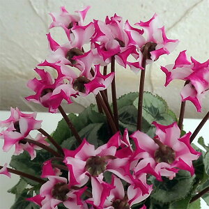 Ԃ̕c/VNFeBX@IK~ifRj3|bg*