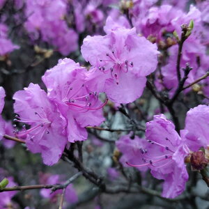 Ԗ ؂̕c/ccWFG]TLccW30`40cm