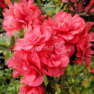 Ԗ ؂̕c/}ccWFeROUP 30`40cm