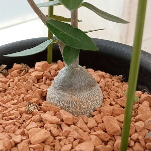 観葉植物 火星人」の人気商品一覧・価格比較 - 価格.com
