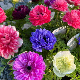 草花の苗/アネモネ(八重咲き)：オーロラ 花色ミックス3.5号ポット 4株セット