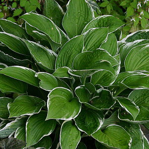 Ԃ̕c/M{EVizX^jFtV[3|bg