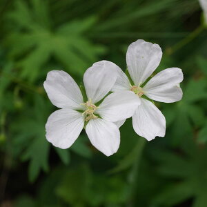 Ԃ̕c/QjEFTMlE AoizCgj3.5|bg[5`9Jԁ@Aɂh]