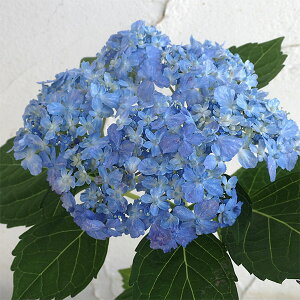 Ԗ ؂̕c/}AWTCFA}ciLj3-3.5|bg