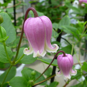 N}`X̕c/N}`XFeBNsN4O|bgiBIinj