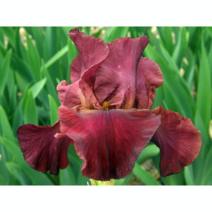 Ԃ̕c/W[}ACXFbh}X^[s[X3.5|bg