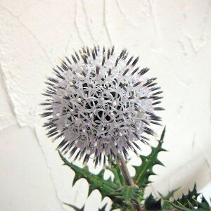 Ԃ̕c/GLmvXi^}AU~jFA[NeBbNO[ 3.5|bg 3Zbg